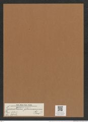 Triceratium plumosum Grev. (de-Toni-Nr.: Genus 140, Species 3712) Zeichnungen Sammlung Grunow Mappe 03818 (Herbarium_W_Grunow_drawings_Folder_03818)